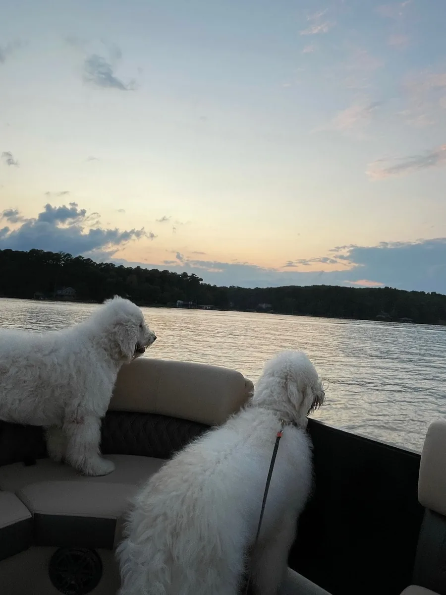 Two dogs on a boat at Lake Martin at sunset